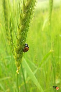 Ladybug, wheat, stem, green