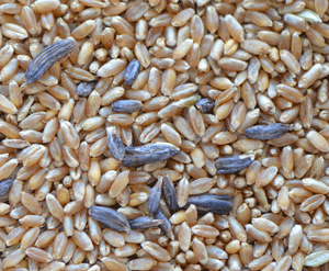 Wheat infected with Ergot.