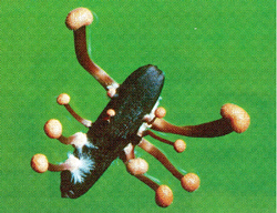 An ergot sclerotia produces tiny mushroom-like bodies from which it produces spores.