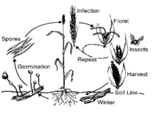 Infection by ergot can occur when sclerotia germinate or when a flower is infected.