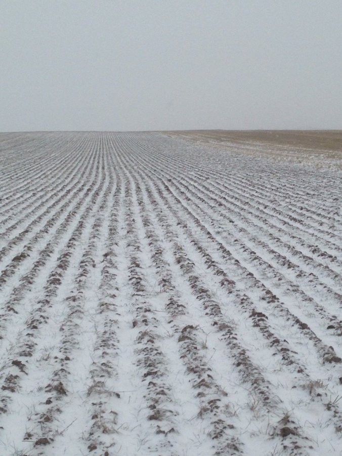 snowy-wheat-field